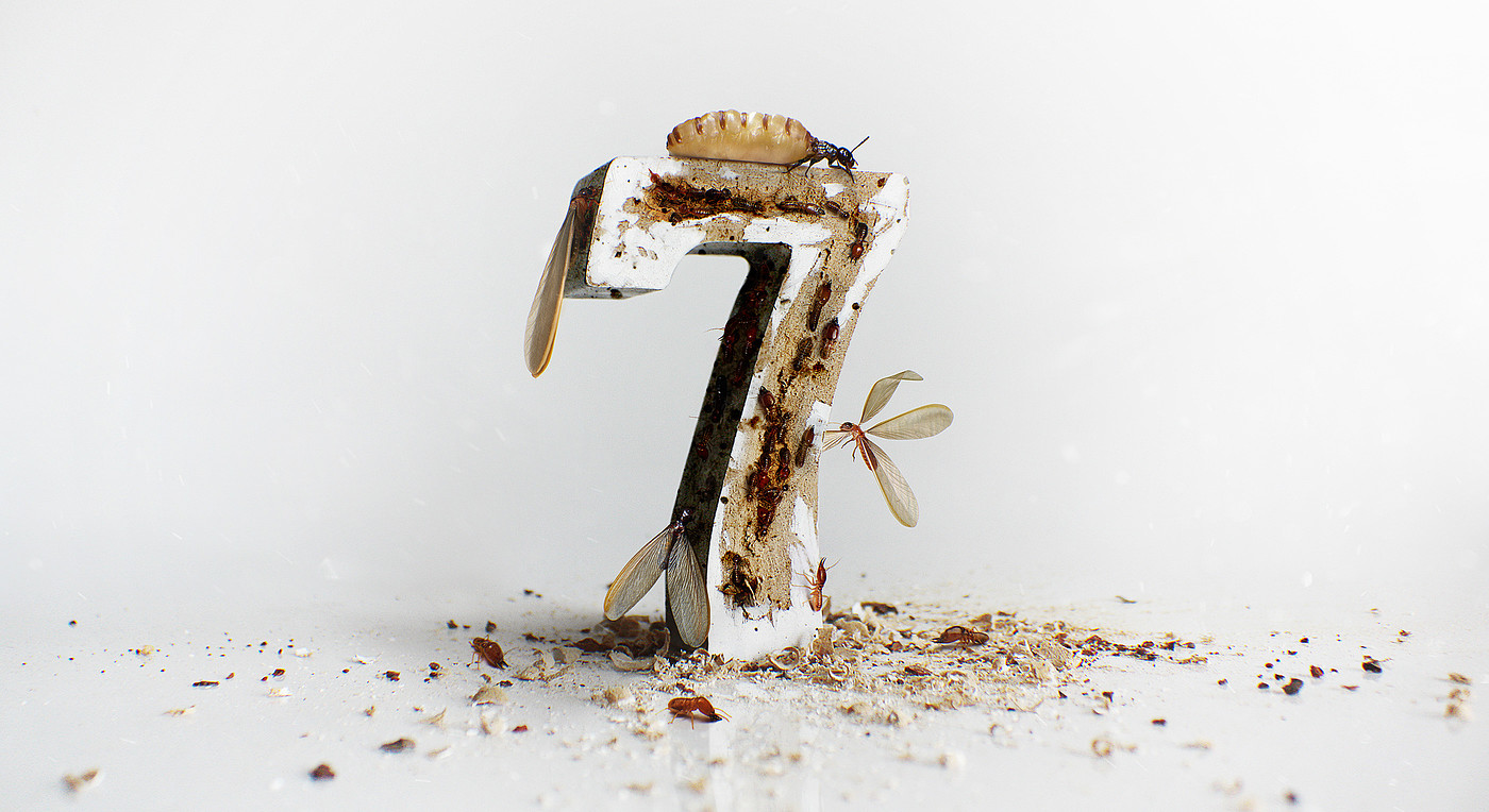 insect，number，