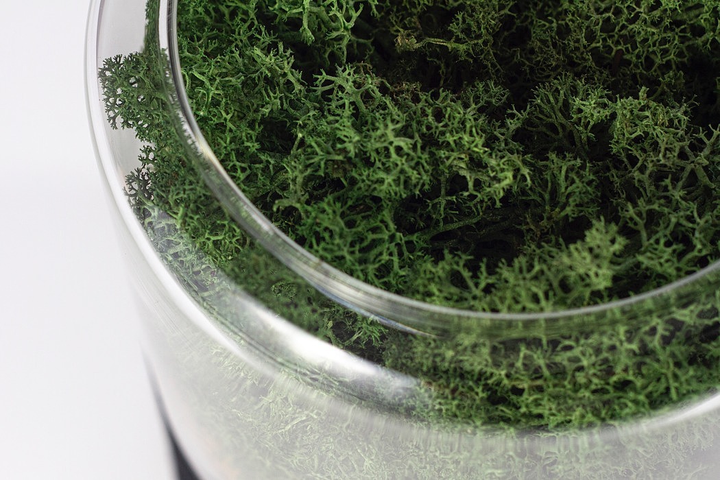 air cleaner，green，indoor，natural，