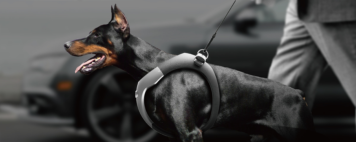 Tether a dog，Pet Supplies & Pet，audi，brand，