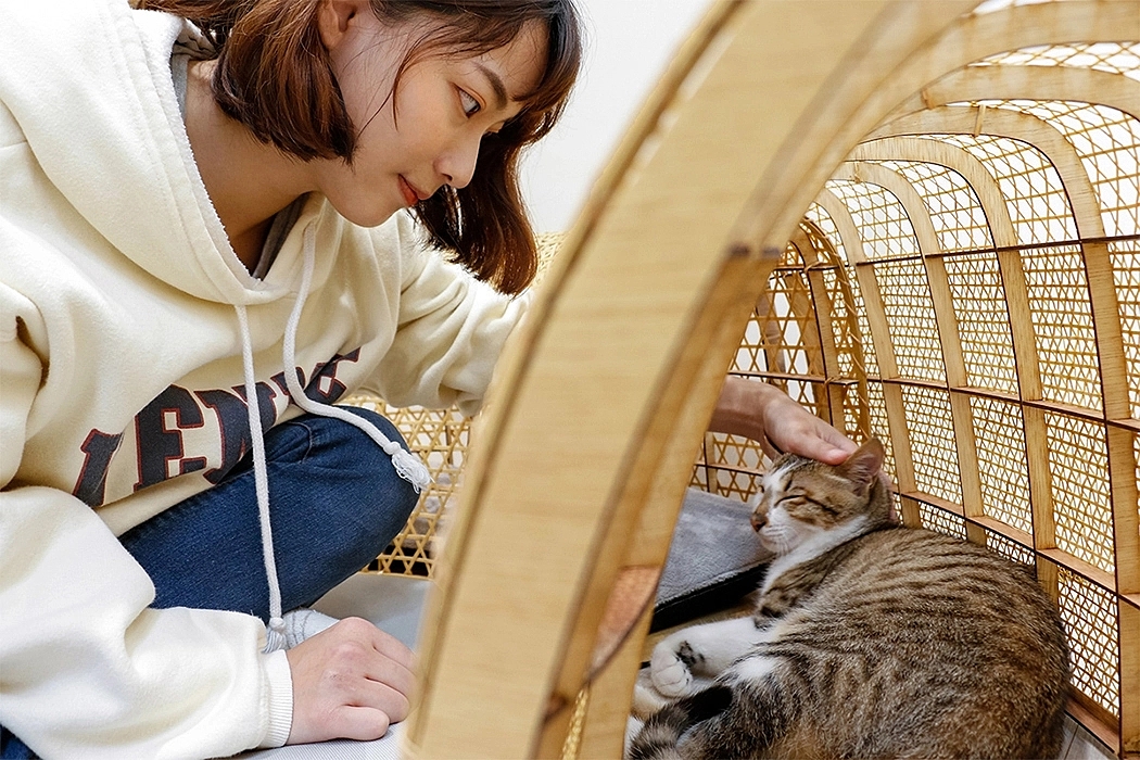 桌子，办公，宠物，猫，