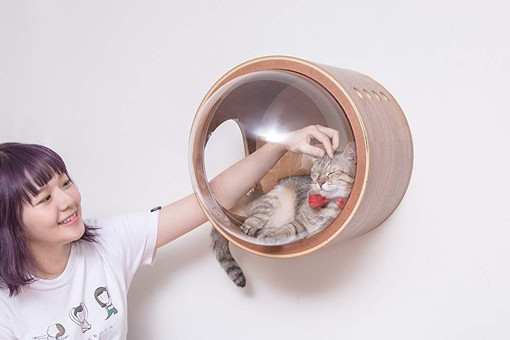 Table，to work in an office，Pets，cat，