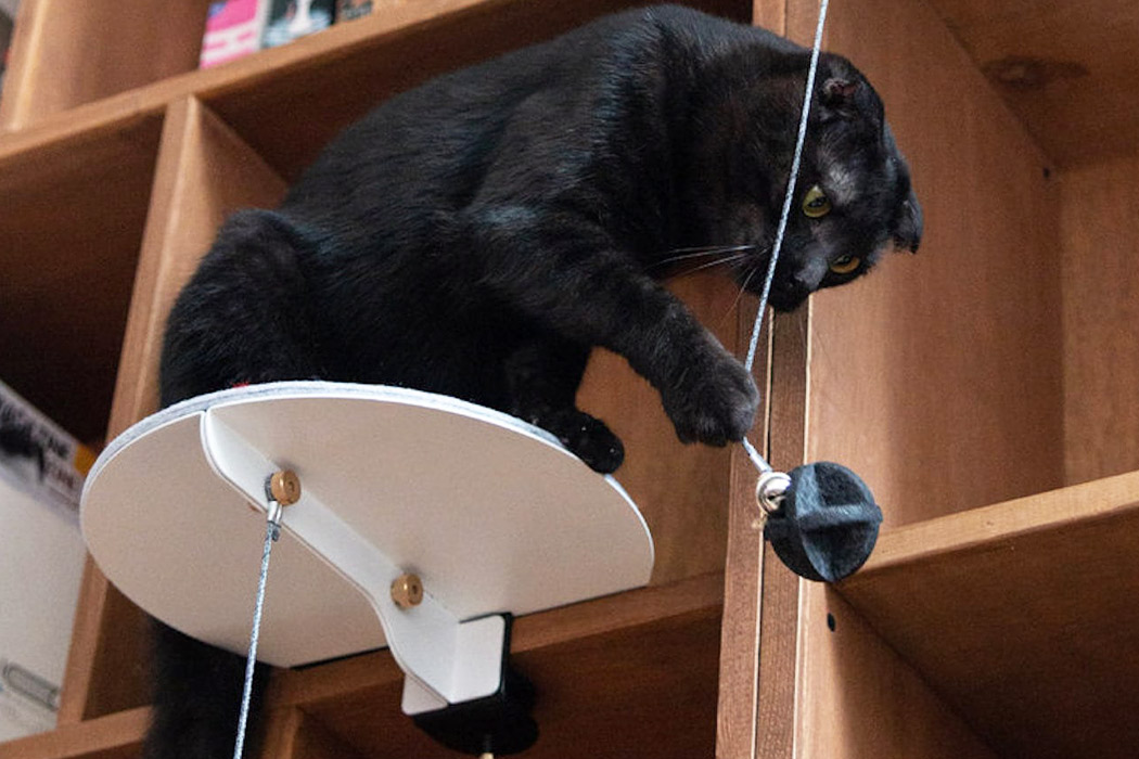 Table，to work in an office，Pets，cat，