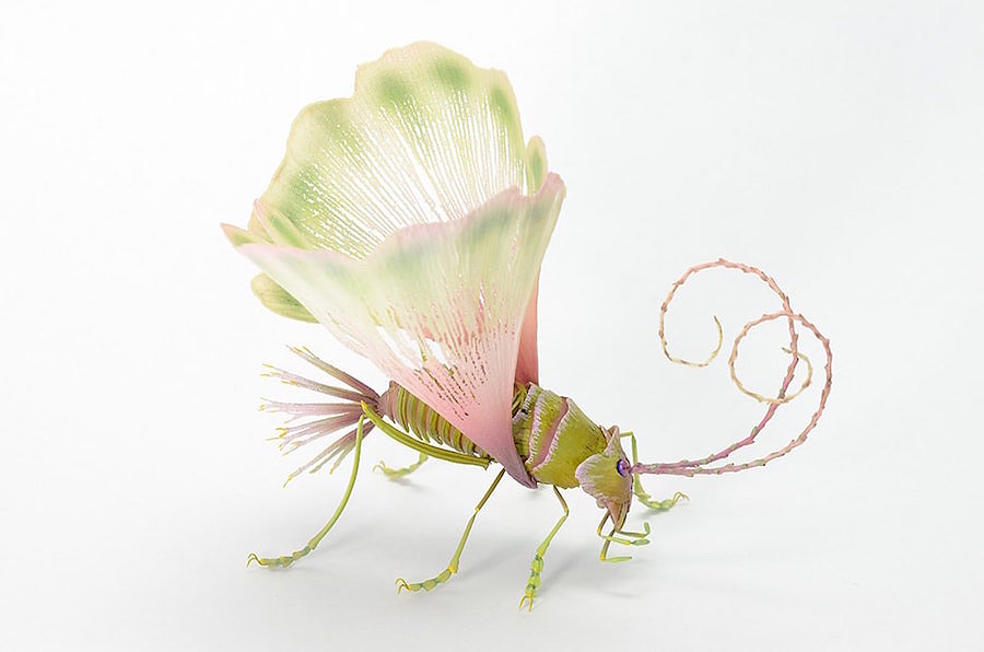 insect，