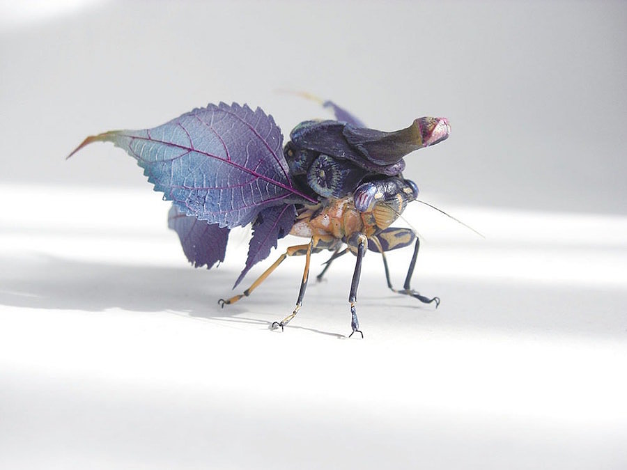 insect，