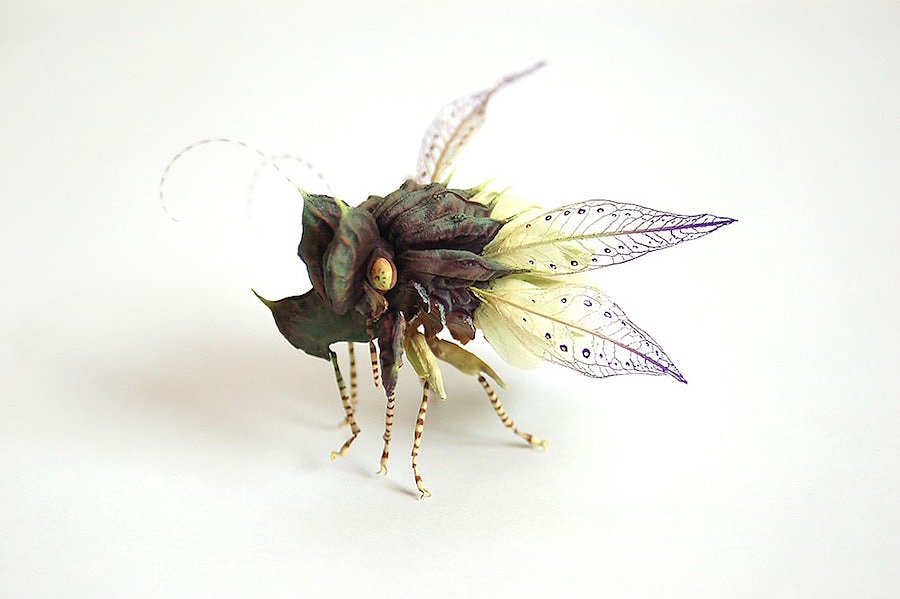insect，