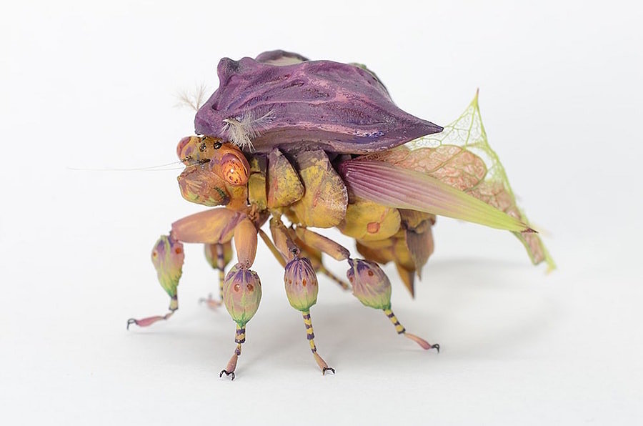 insect，