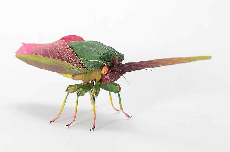 insect，