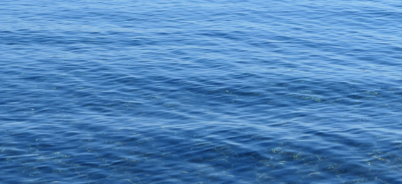 shell，ocean，waste material，garbage，