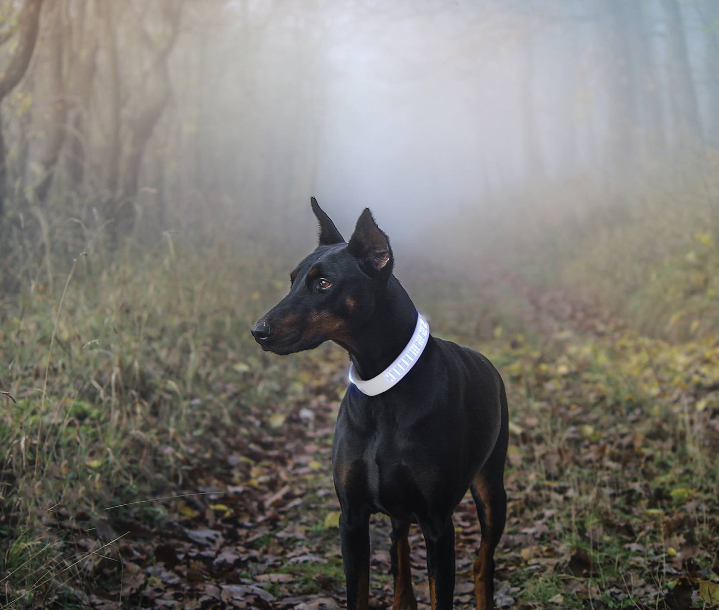 Silicone material，GPS positioning，Smart collar，Pet Supplies & Pet，industrial design，led，fashion，