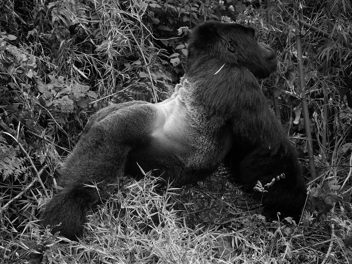 Seat design，inspiration，gorilla，Peter Jackson's King Kong，Interesting，