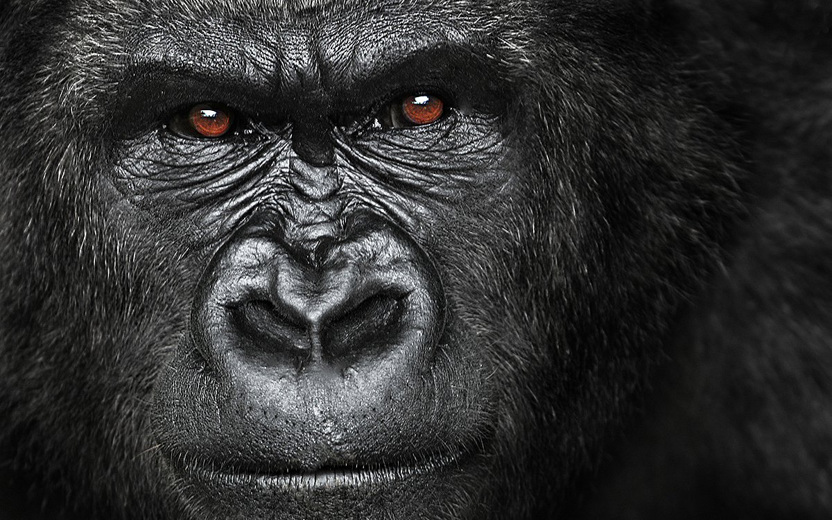 Seat design，inspiration，gorilla，Peter Jackson's King Kong，Interesting，