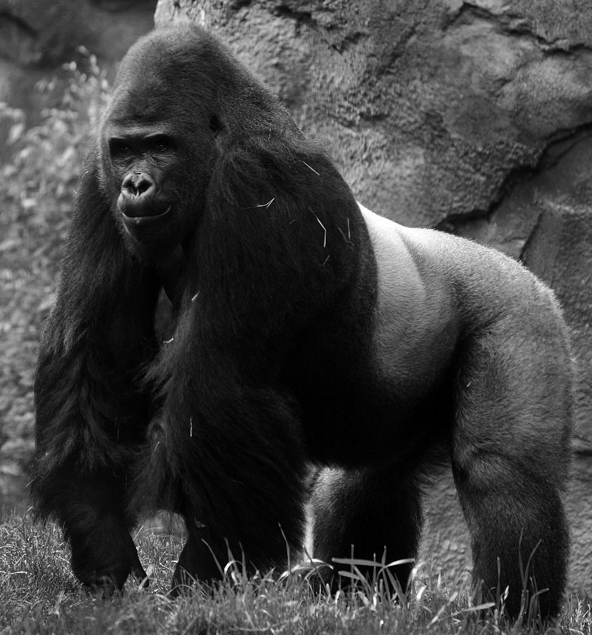 Seat design，inspiration，gorilla，Peter Jackson's King Kong，Interesting，