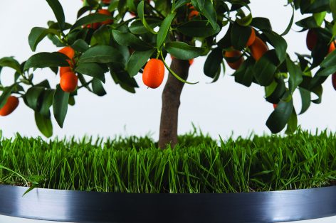 Italy，Flowerpot，Botany，