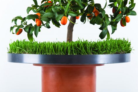 Italy，Flowerpot，Botany，