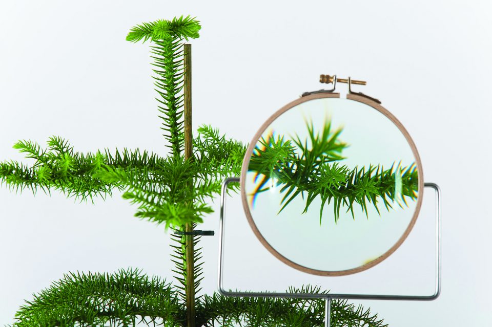 Italy，Flowerpot，Botany，