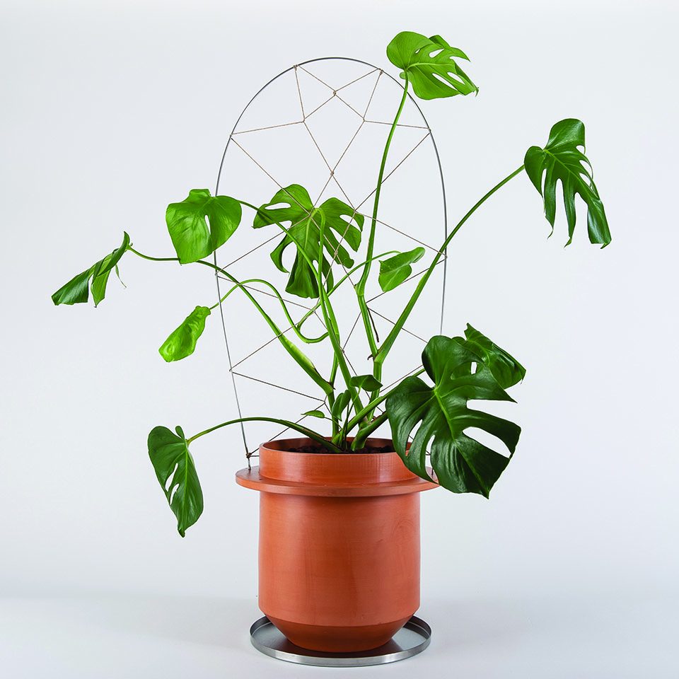 Italy，Flowerpot，Botany，