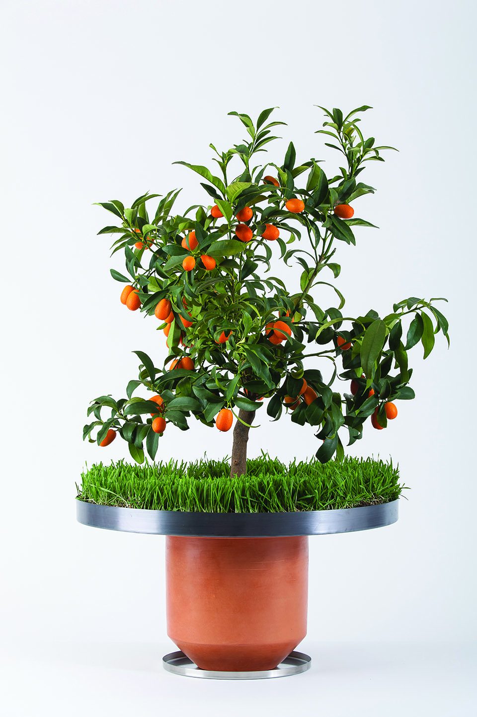 Italy，Flowerpot，Botany，