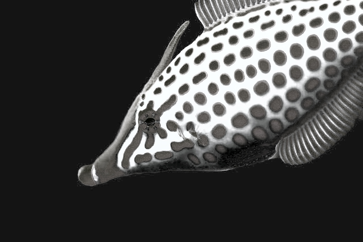 Bracelet，Coral reef，handicraft，fashion，