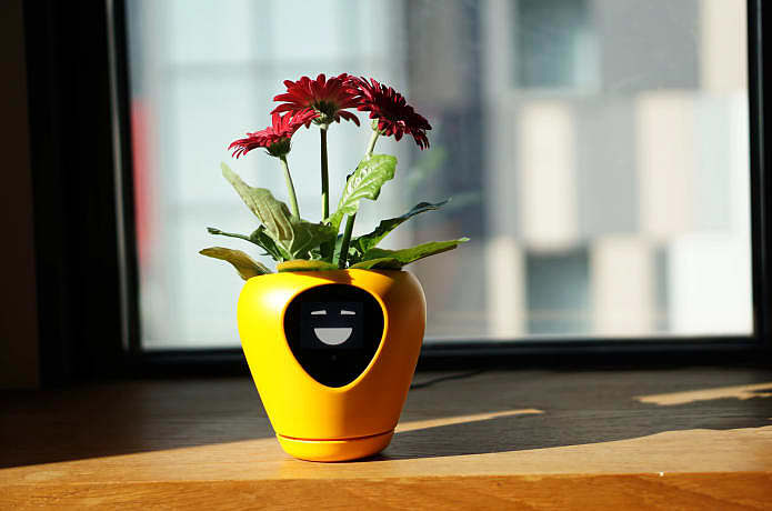 Botany，intelligence，Flowerpot，