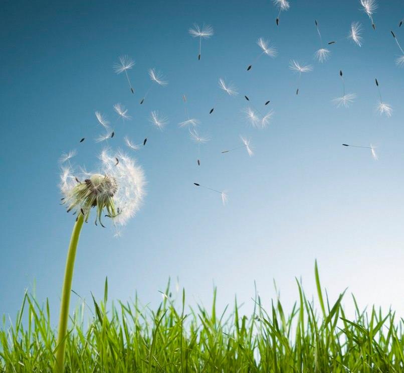 Humidifier，Dandelion，
