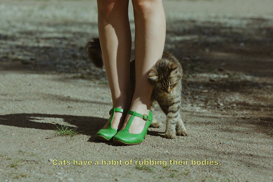 cat，Cat tower，clean，intelligence，