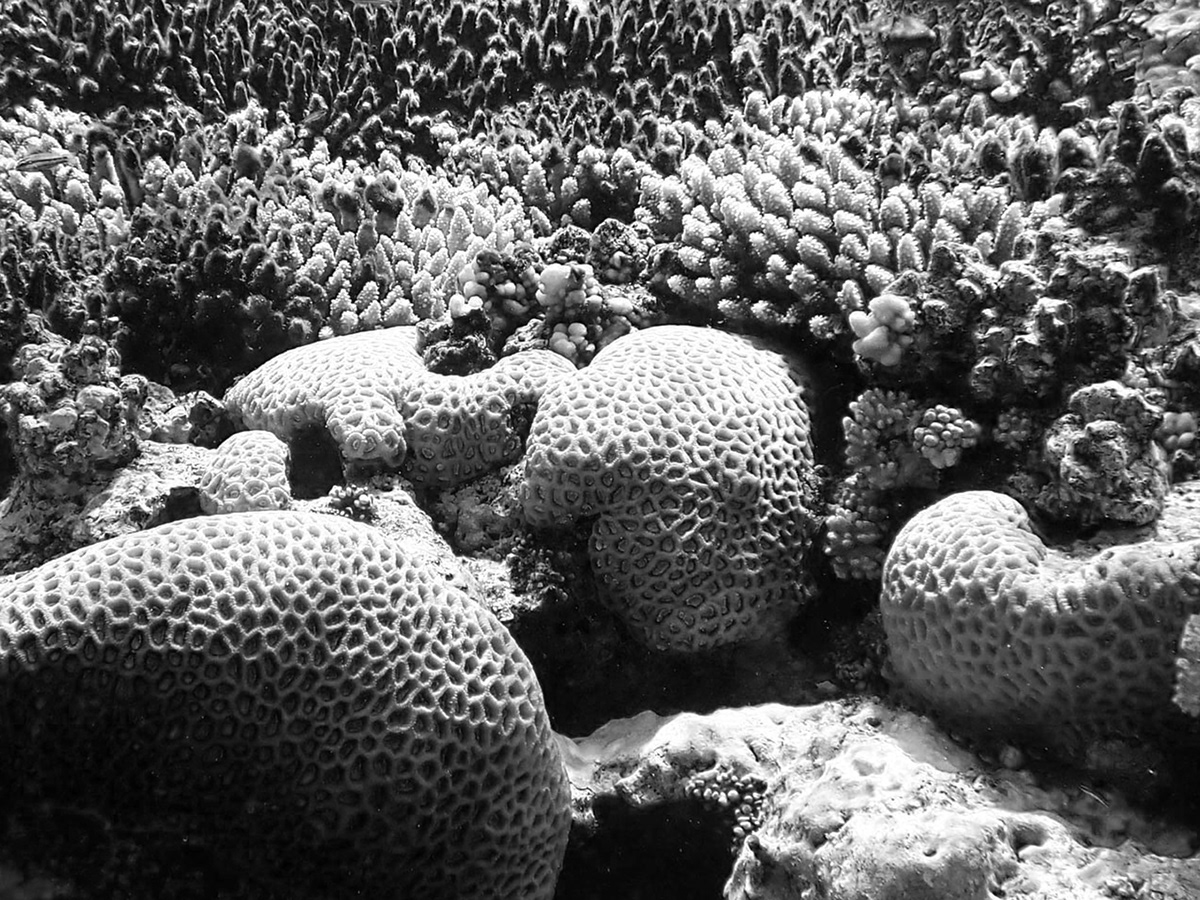 Jewellery，Earrings，Coral reef，handicraft，3D printing，