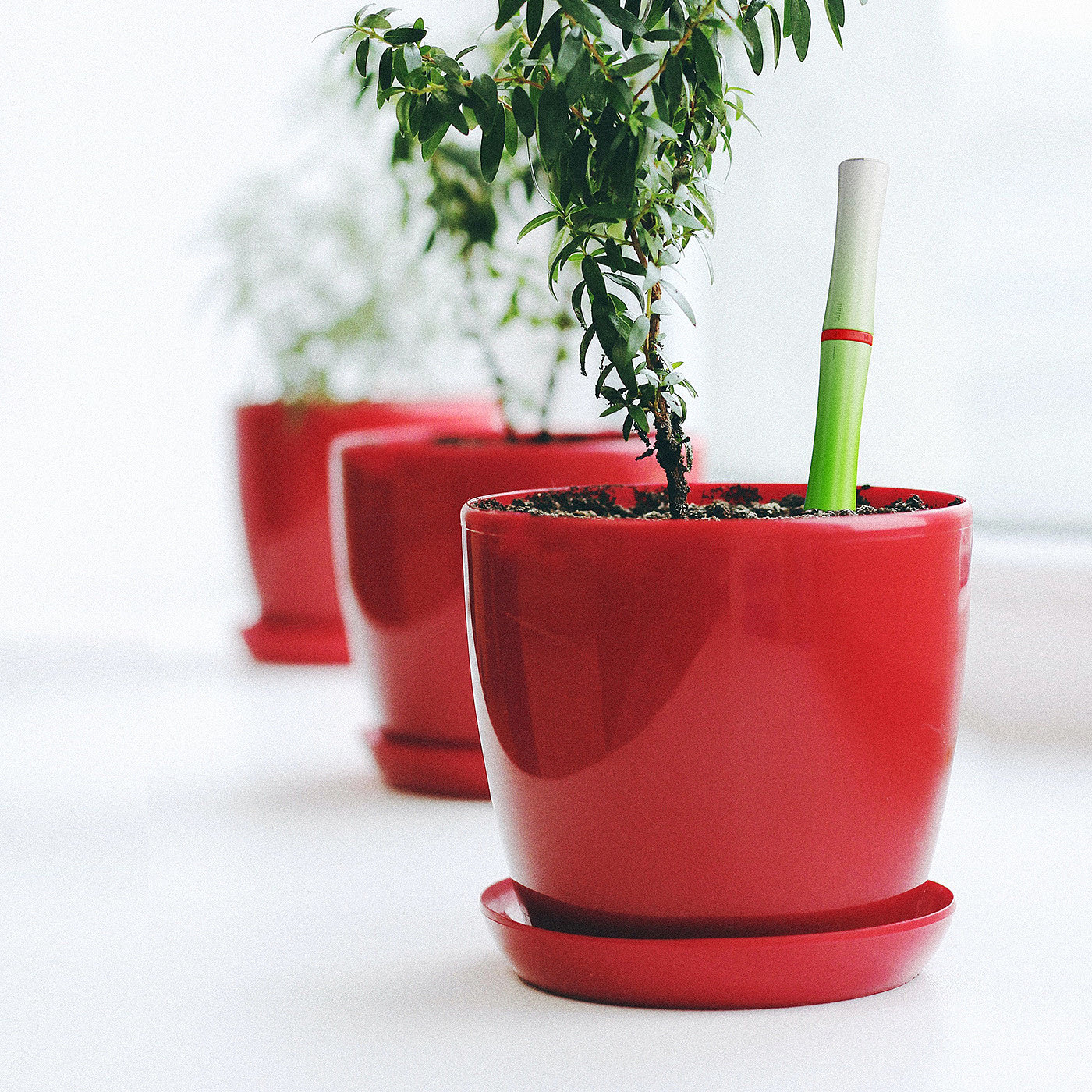 自动浇水装置，家用用品，植物，Watering Device，