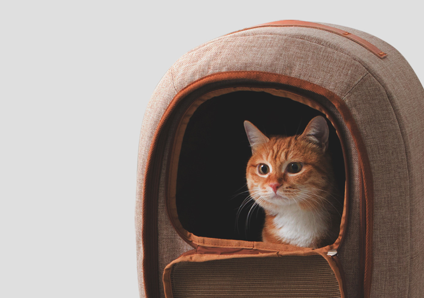 cat，dog，package，nest，