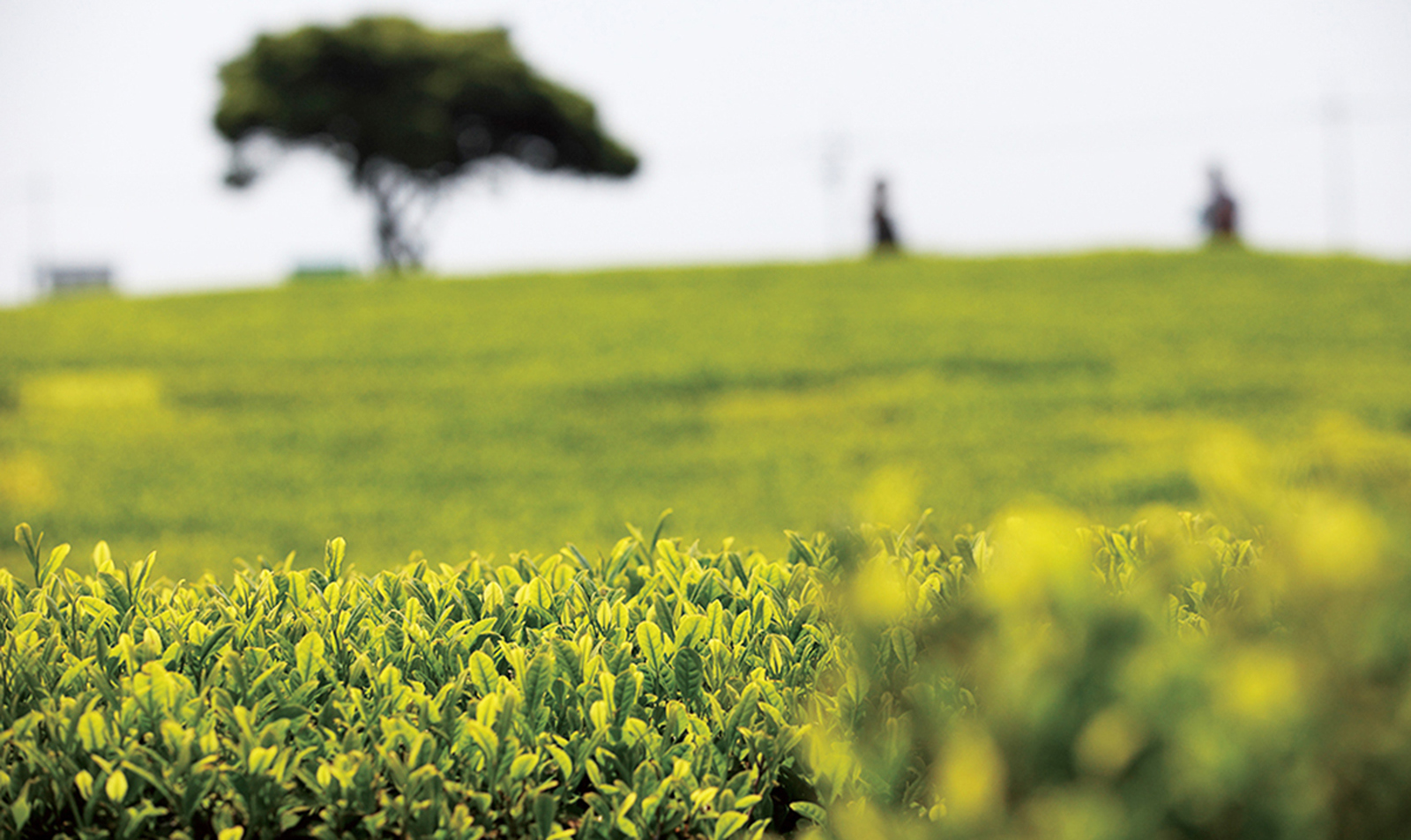 pretty，Juicer，brand，osulloc，