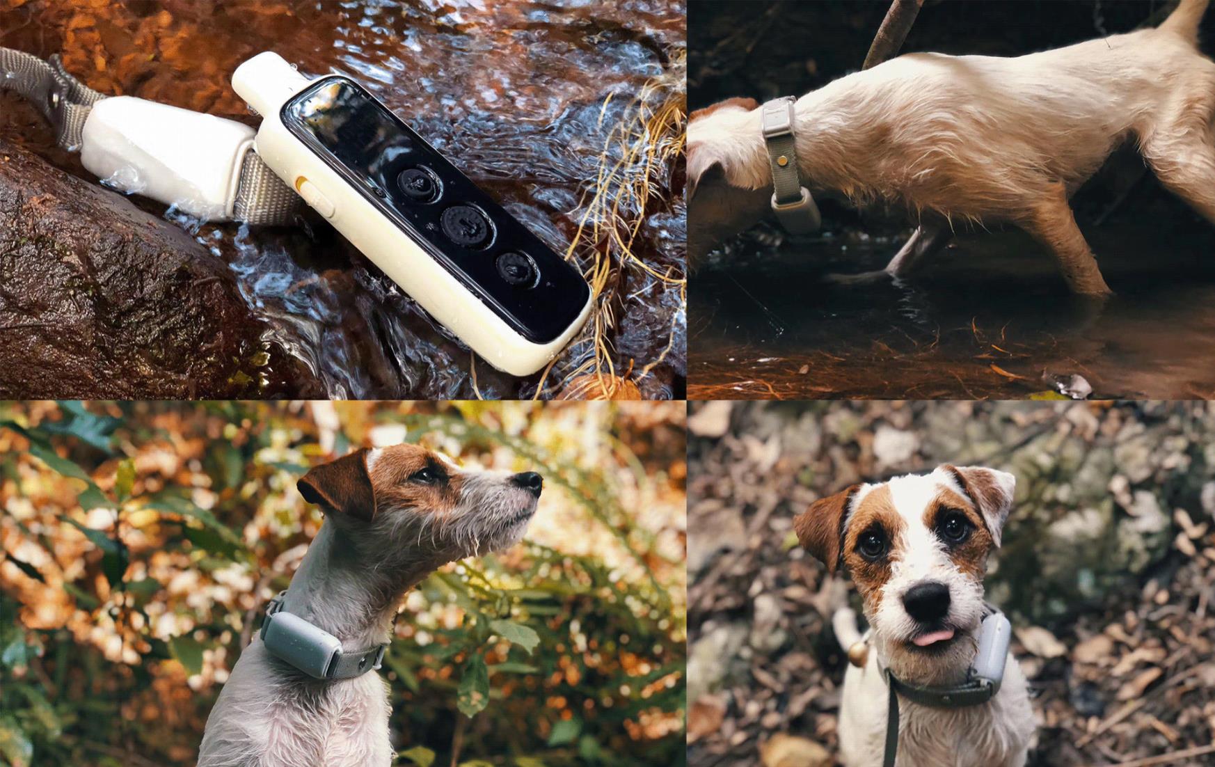 Pets，dog，Home Furnishing，intelligence，