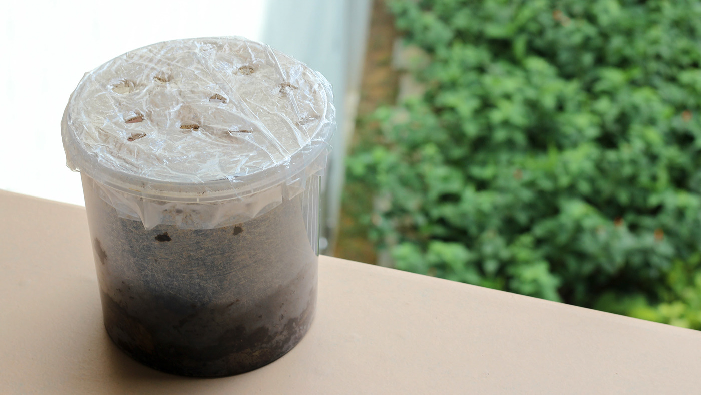 compost，Kit，introduction，gardening，sustainable development，