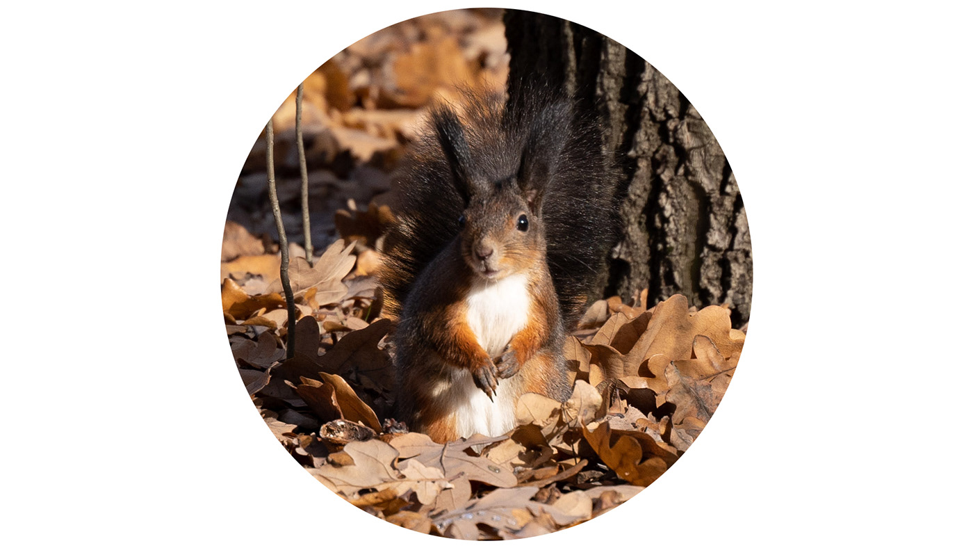 Maverick，Bird feeder，Minimalism，Landscape design，