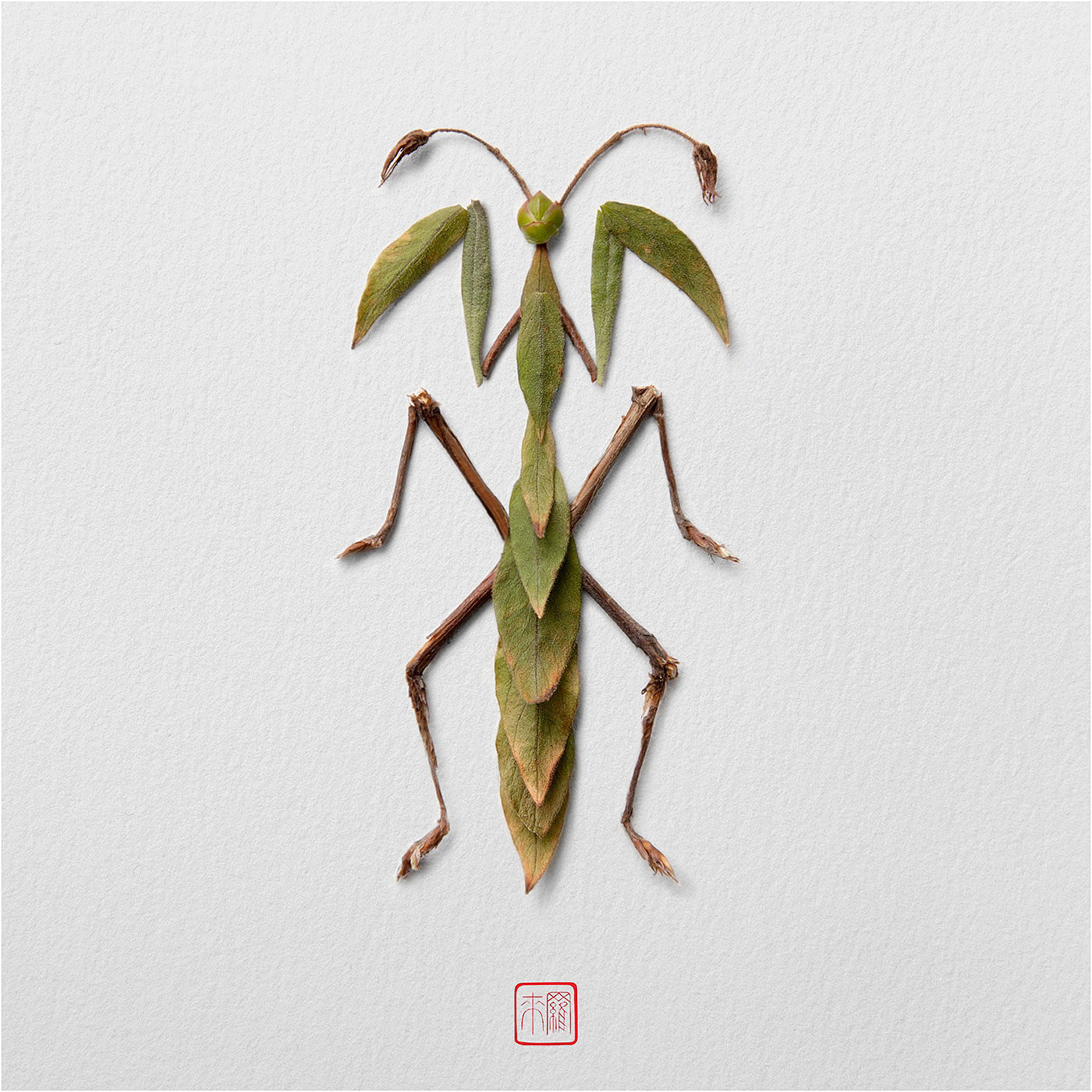 Natural flowers and plants，Collage art，Realistic insect，