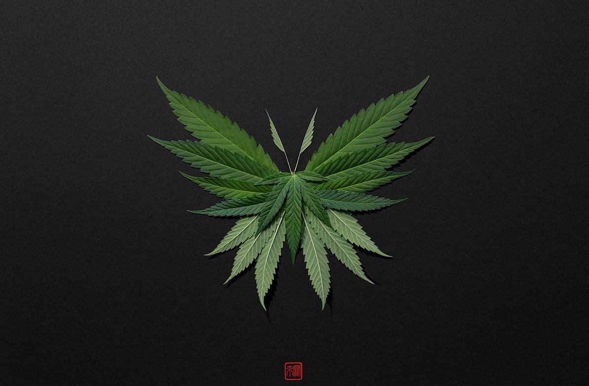 Natural flowers and plants，Collage art，Realistic insect，