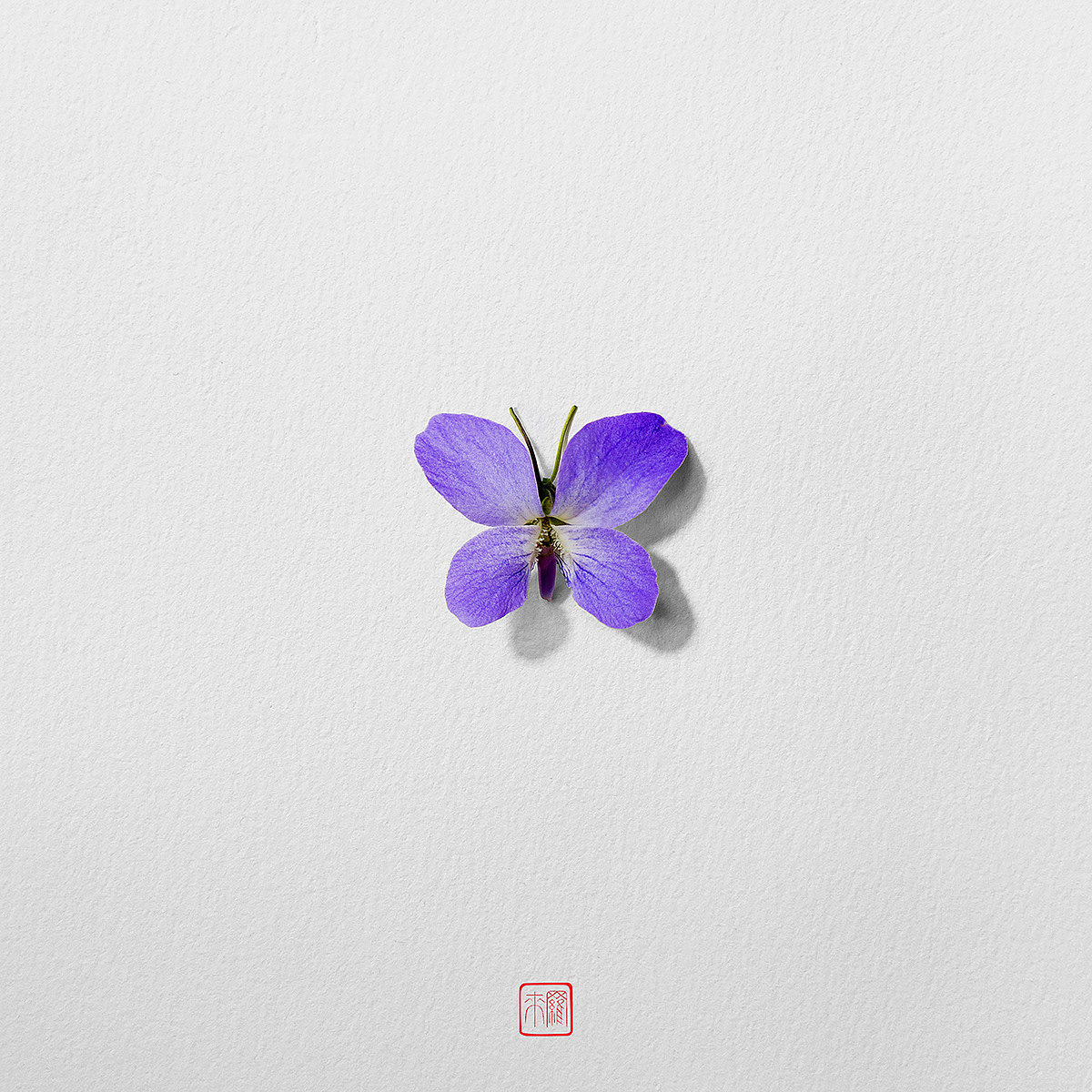 Natural flowers and plants，Collage art，Realistic insect，