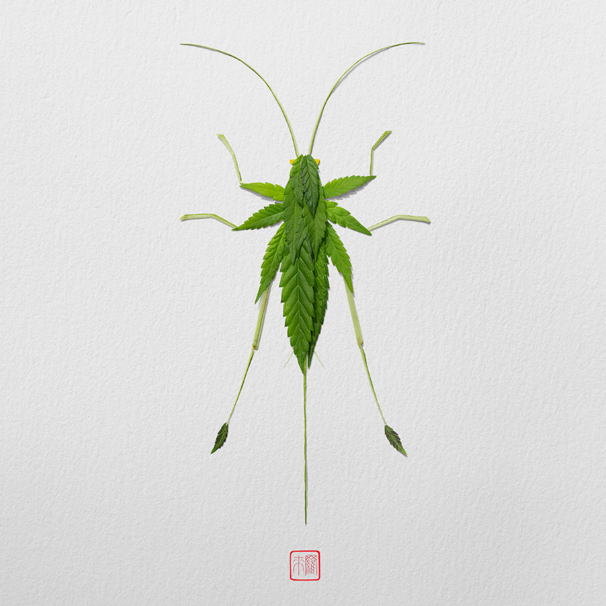 Natural flowers and plants，Collage art，Realistic insect，