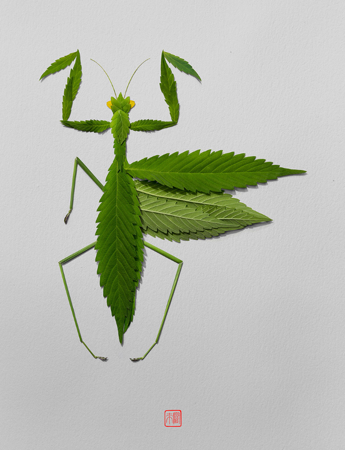 Natural flowers and plants，Collage art，Realistic insect，