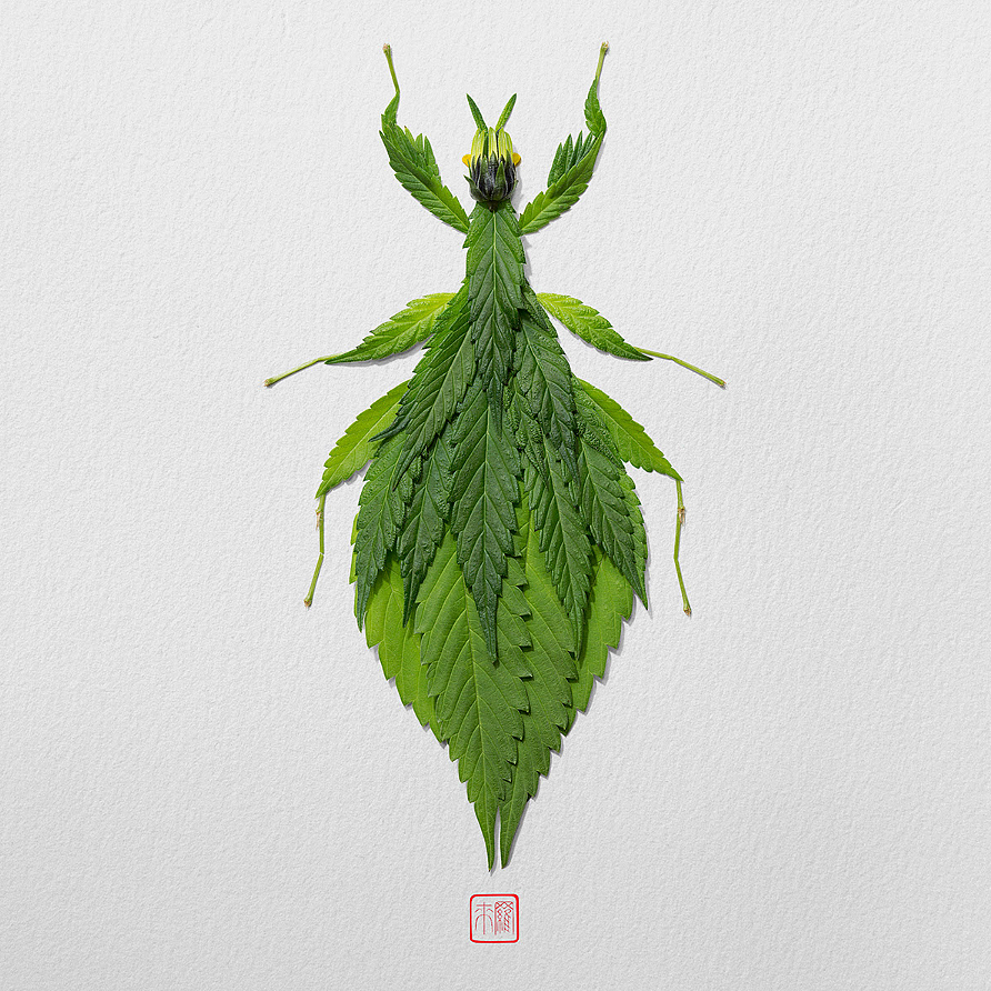 Natural flowers and plants，Collage art，Realistic insect，