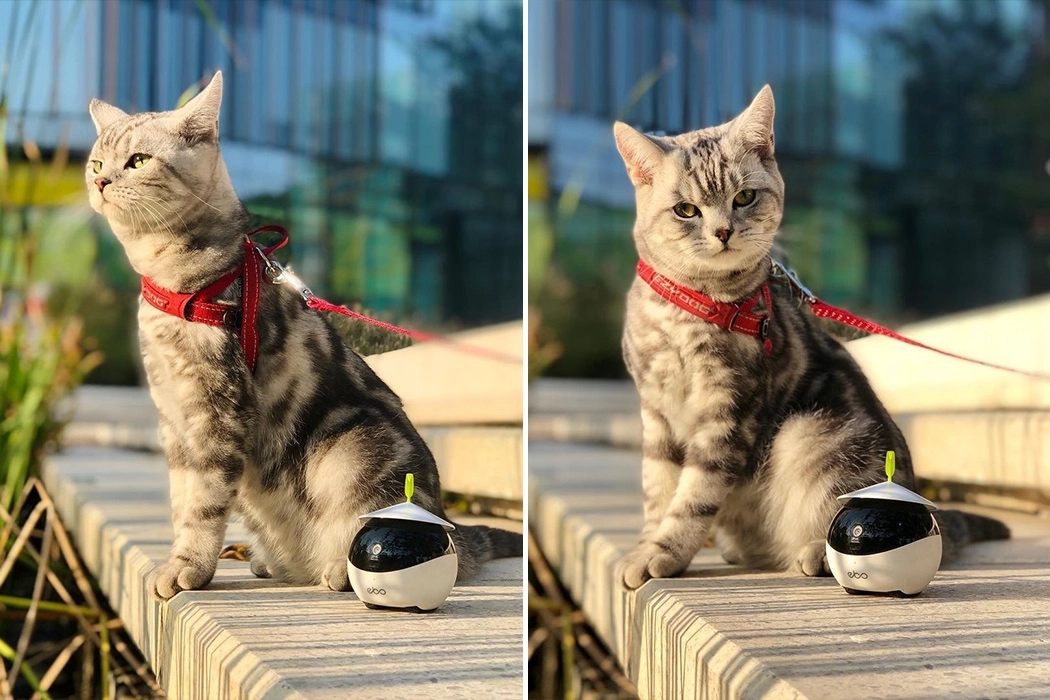 robot，video camera，monitor，Toys，Pets，