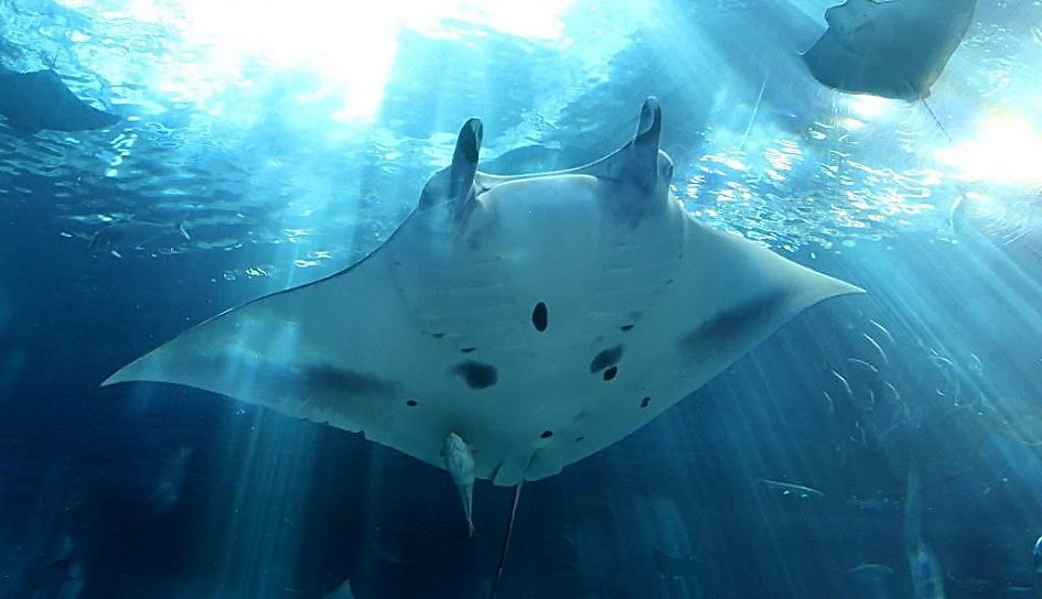 UAV，Electronic equipment，Aerocraft，Digital intelligence，traffic，