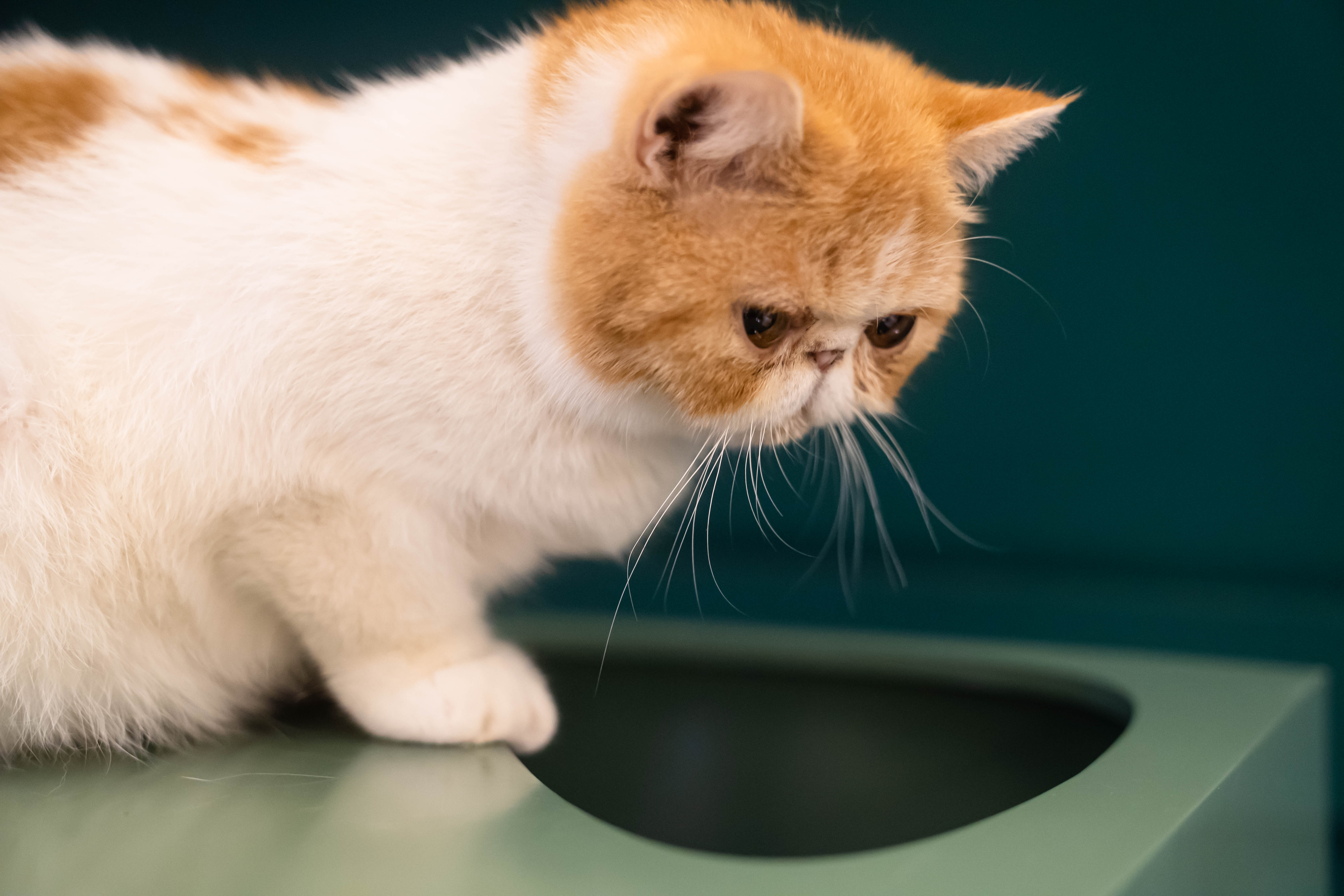 Pet Supplies & Pet，Design aesthetics，Cat products，Cat climbing frame，Meow star man，if，red dot，Fan Shizhong，