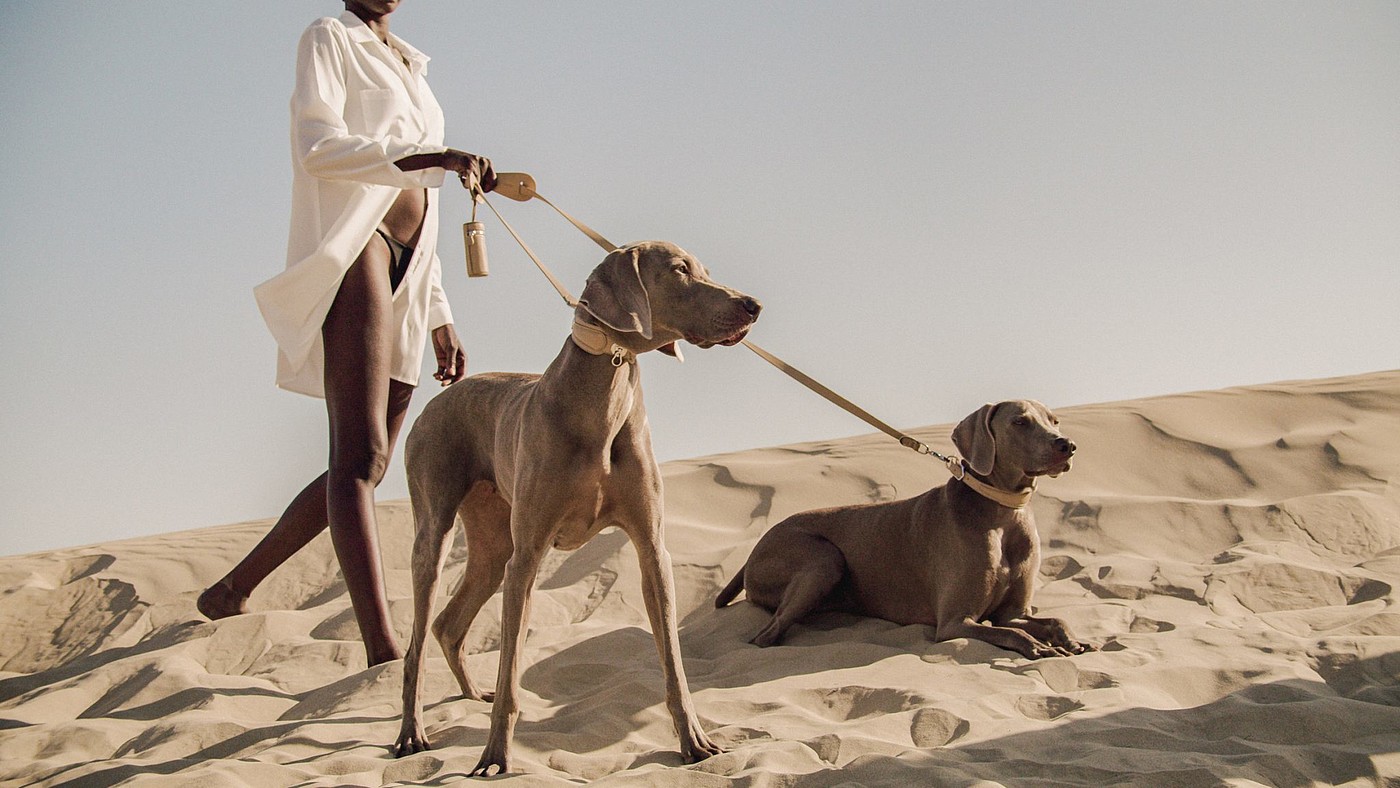 dog，a collar for a horse，straps，