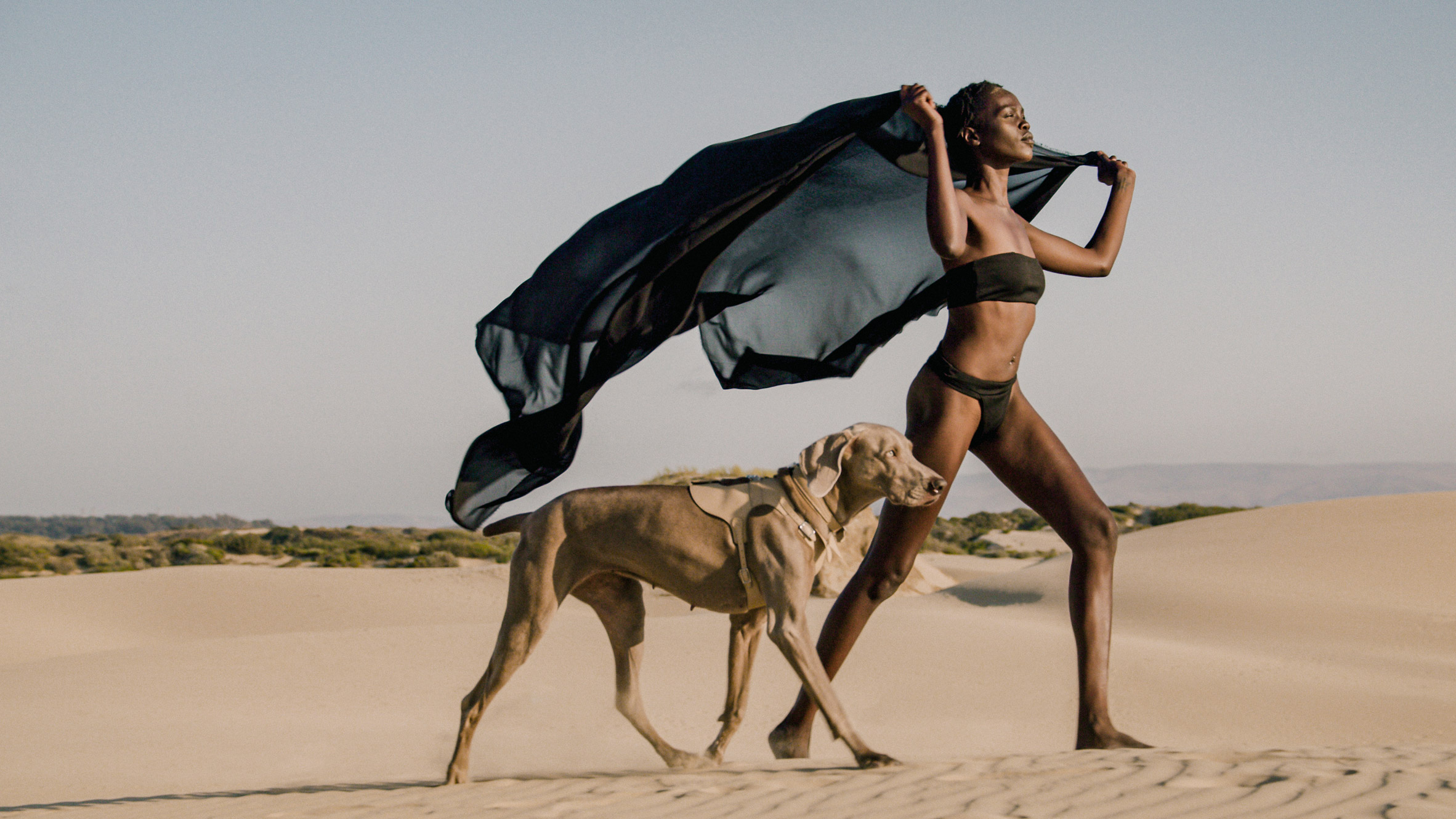 dog，a collar for a horse，straps，