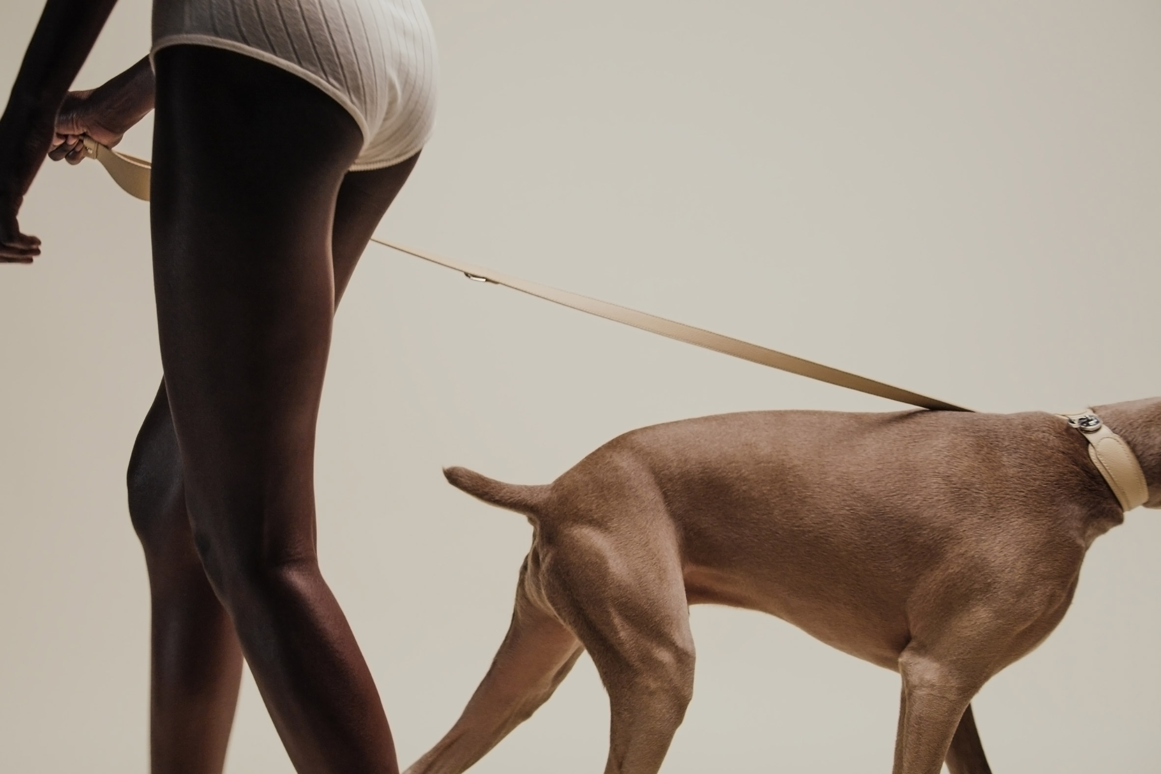 dog，a collar for a horse，straps，