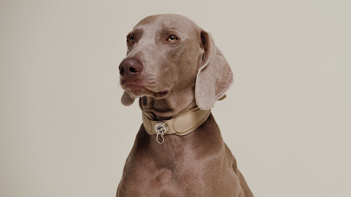 dog，a collar for a horse，straps，
