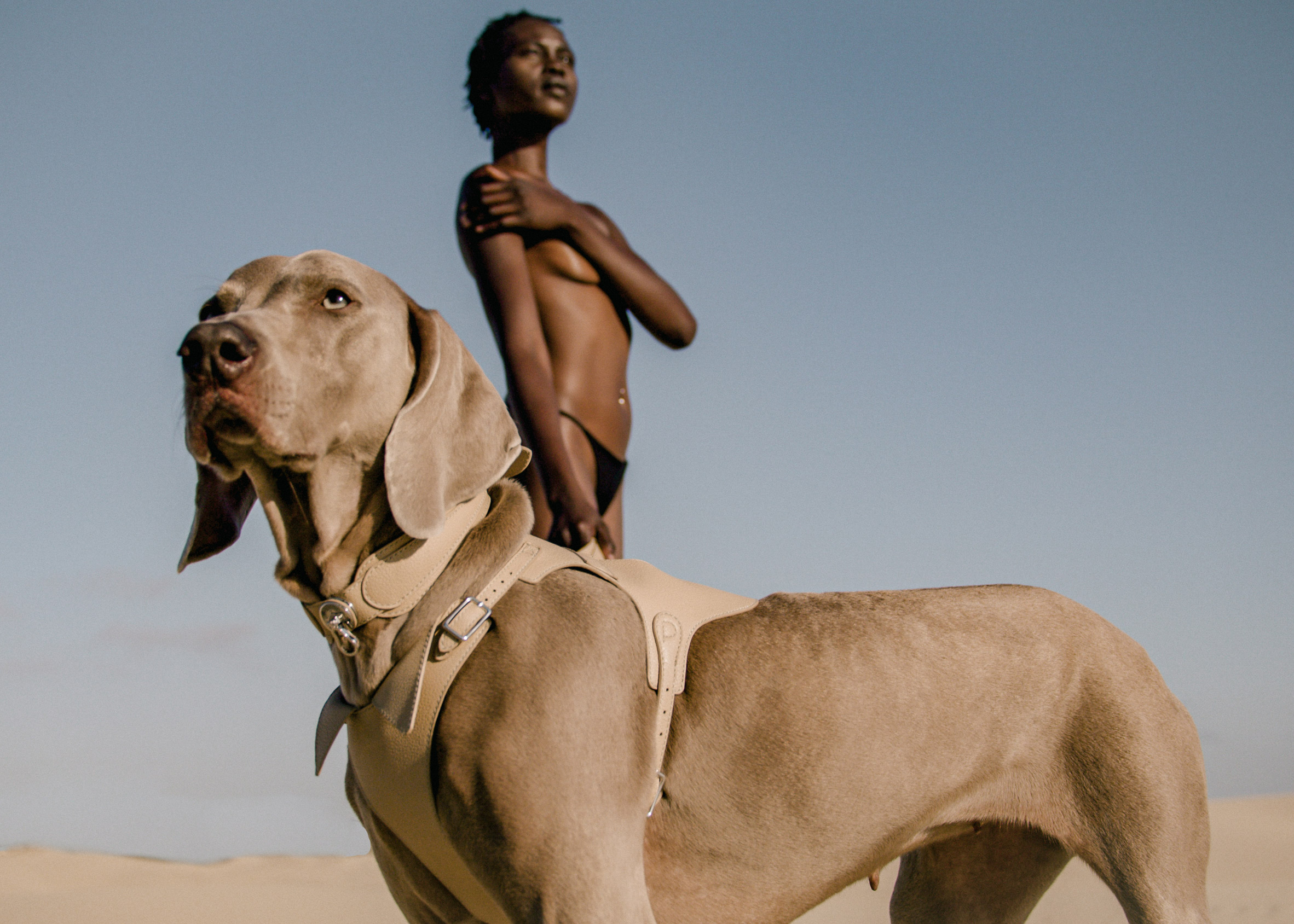 dog，a collar for a horse，straps，