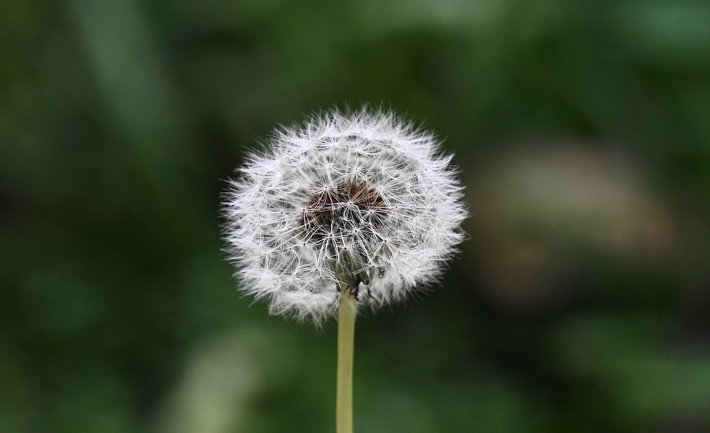 Dandelion，Humidifier，moist，industrial design，General image，