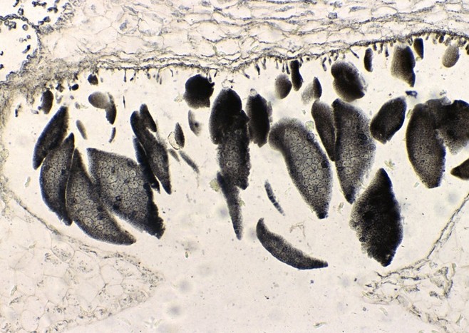 Aesthetic elements，Plane composition，Quirks，