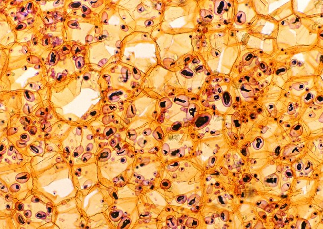 Aesthetic elements，Plane composition，Quirks，