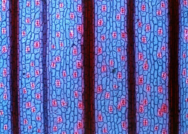 Aesthetic elements，Plane composition，Quirks，